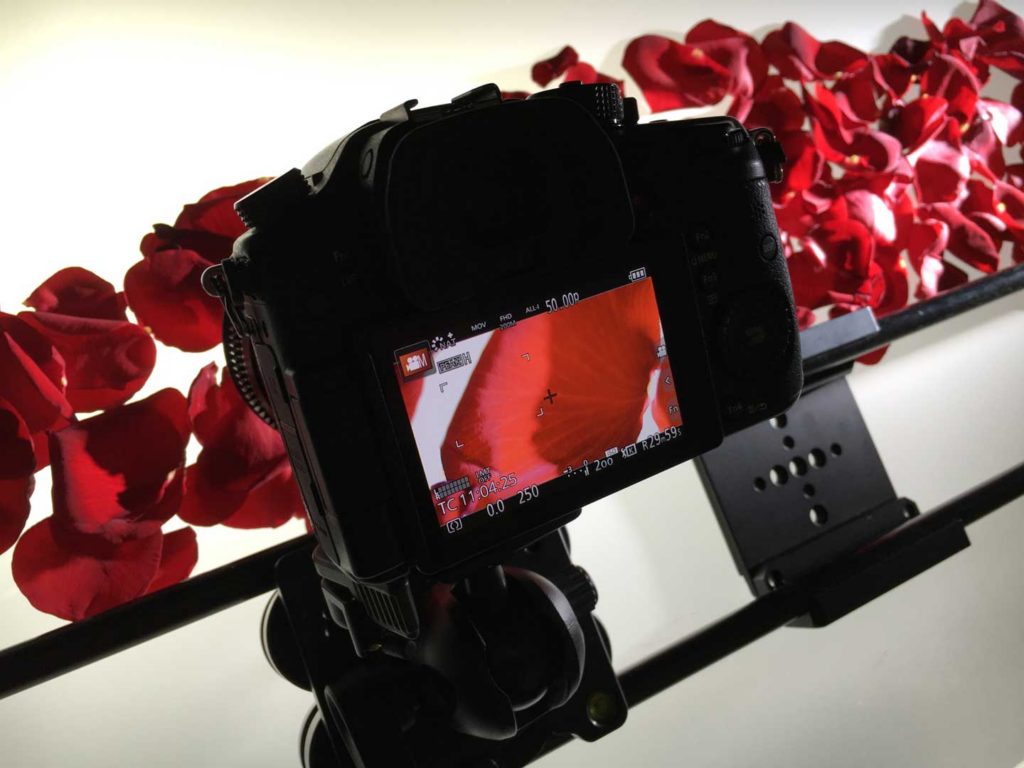 Filming and editing. Camera mounted on a slider films a row of red rose petals laid on a white light box