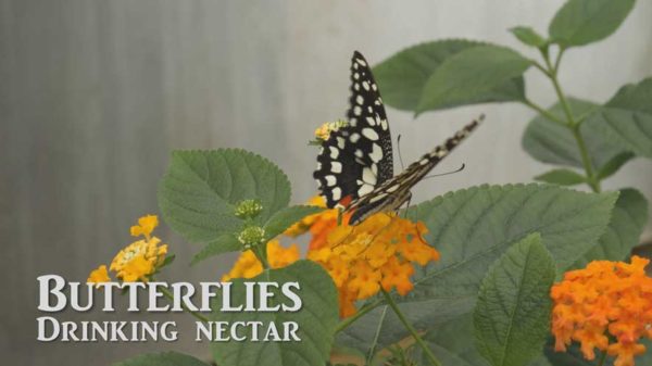 Original music composed shows a black and white butterfly on an orange flower