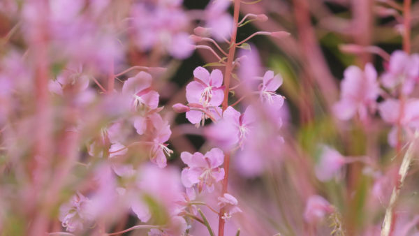 Stock video featuring pink flowers