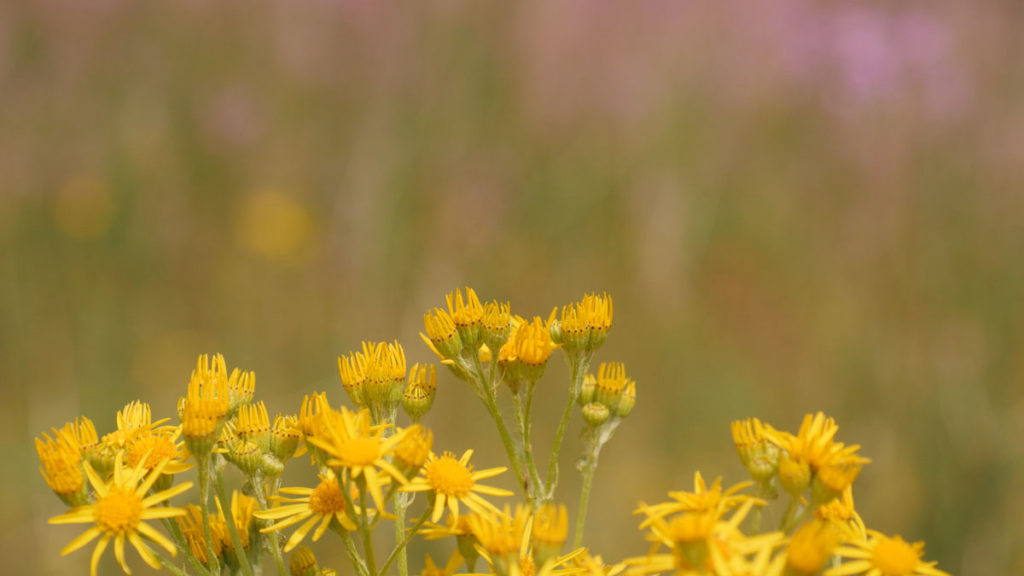 Stock video yellow-flowers-in-Norfolk-wild-field-with-defocus-background
