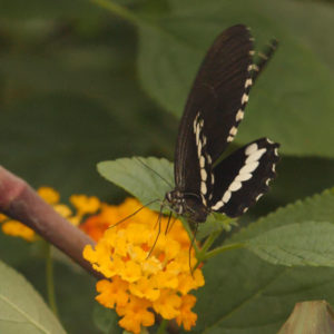 Tropical B&W Swallowtail 4