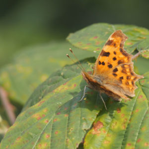 Butterfly-on-leaf