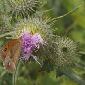 Butterfly-on-thistle