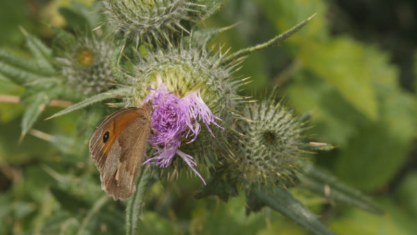 Butterfly-on-thistle