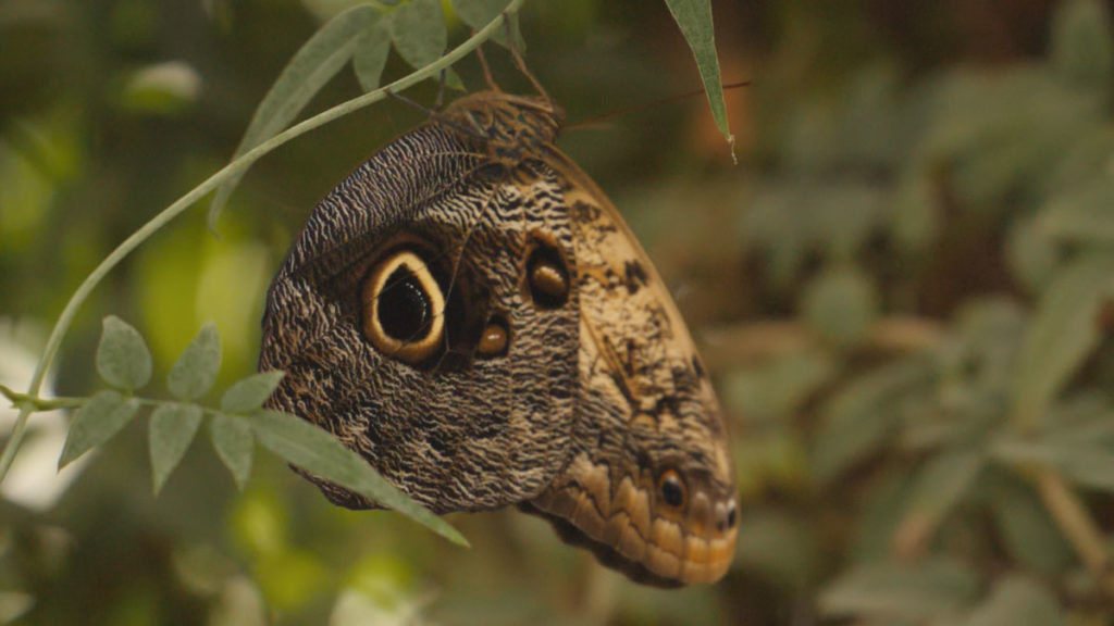 Owl Tropical Butterfly 1