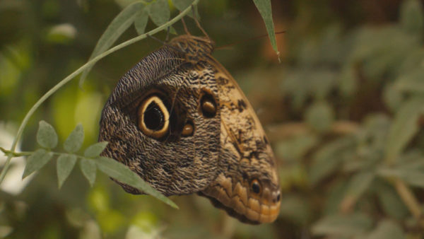 Owl Tropical Butterfly 1