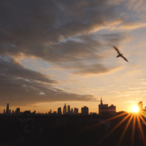 London-sunrise-bird