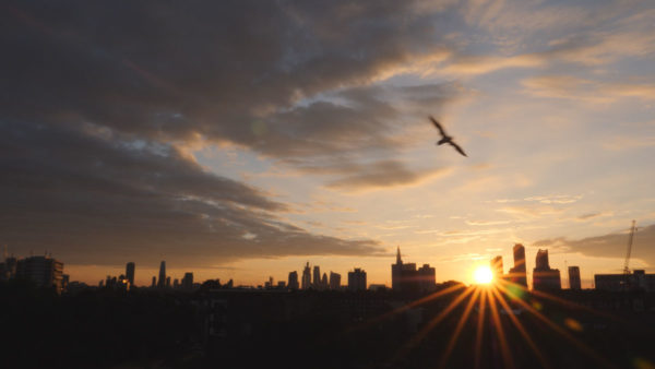 London-sunrise-bird