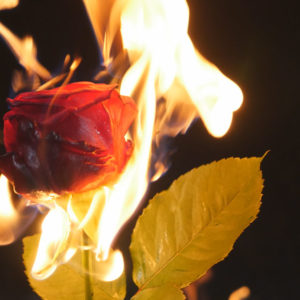 Red-rose-burning-part-1