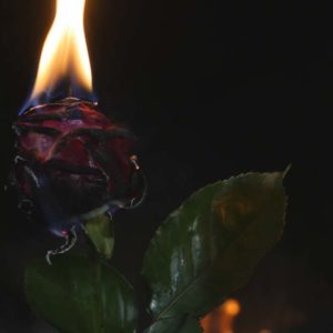 Red rose burning part 2