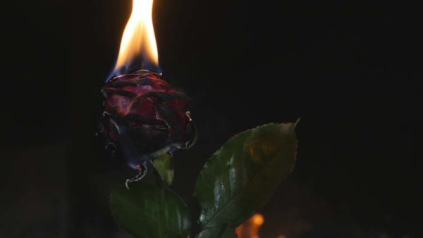 Red rose burning part 2