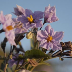 Potato flowers 1 - Solanum tuberosum