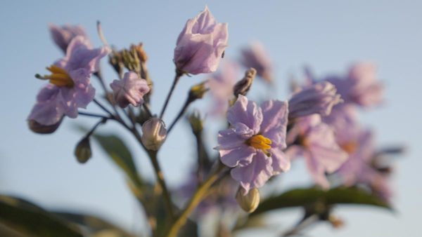 Potato flowers 2 - Solanum tuberosum