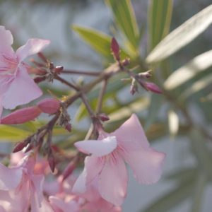 Pink almond blossom Ibiza