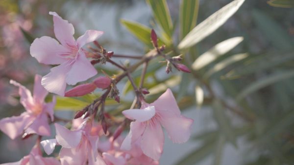 Pink almond blossom Ibiza