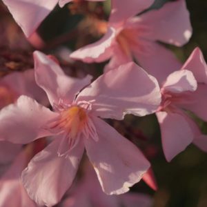 Pink almond blossom Ibiza 2