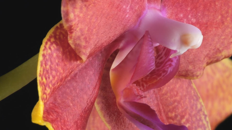 Close-up macro shot of a pink and yellow orchid