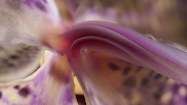 Close-up macro shot of an orchid stem behind the flower