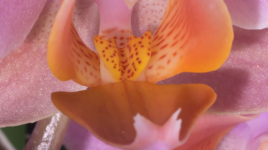 Close-up macro shot of the center of and orchid flower